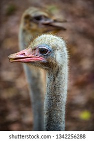 Common Ostrich Struthio camelus Ostrich's head up close