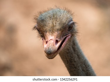 Common Ostrich Struthio camelus Ostrich's head up close