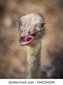 Common Ostrich Struthio camelus Ostrich's head up close