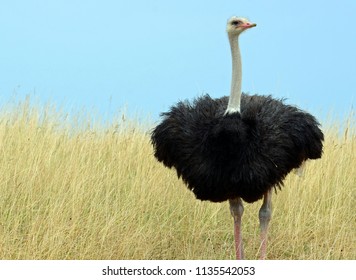 Common ostrich (Struthio camelus) with pink bill, long lashes over black eye, slender white neck and fluffy black feathered body standing on thick legs in field of tall yellow grass under clear sky.