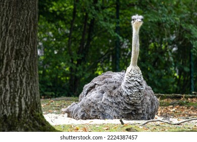 El avestruz común, Struthio camelus, o simplemente avestruz, es una especie de ave grande sin vuelo nativa de África. Es una de las dos especies existentes de avestruces