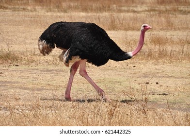 Common Ostrich Walking