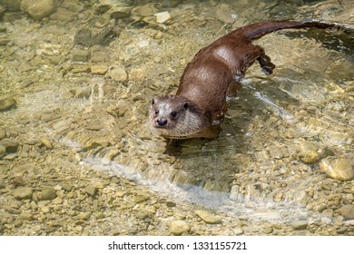 Common Otter, Lutra