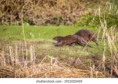 274 Running Otter Images, Stock Photos & Vectors | Shutterstock