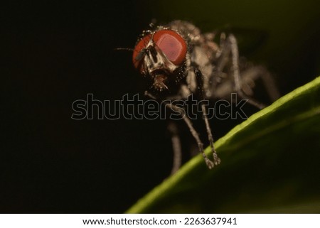 A common outdoors fly on a leaf.