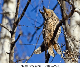 common owl on a tree branch