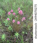 Common Paintbrush - Castilleja miniata - Native Wildflowers of Alberta