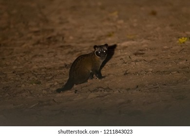 Common Palm Civet 