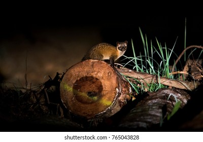 Common Palm Civet