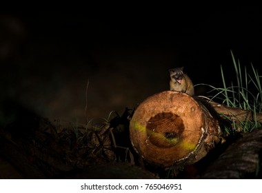 Common Palm Civet, Borneo