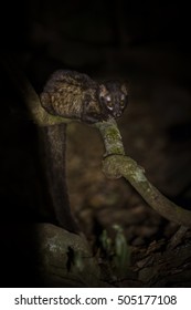 Common Palm Civet Male In The Nature.