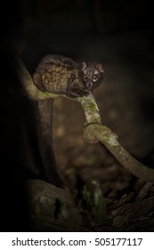 Common Palm Civet Male In The Nature.