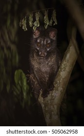 Common Palm Civet In The Night.