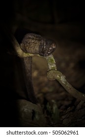 Common Palm Civet In The Night.