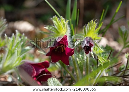 Similar – Image, Stock Photo Pasque flower or cow pasque flower