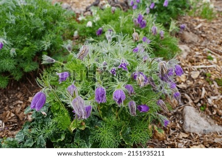 Similar – Image, Stock Photo Pasque flower or cow pasque flower