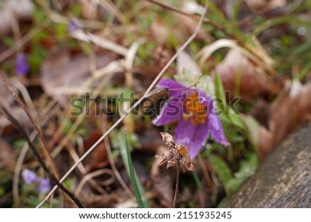 Similar – Image, Stock Photo Pasque flower or cow pasque flower