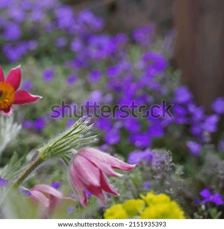 Similar – Image, Stock Photo Pasque flower or cow pasque flower