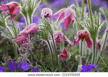 Similar – Image, Stock Photo Pasque flower or cow pasque flower