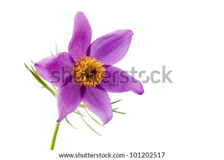 common pasque flower [Pulsatilla vulgaris]