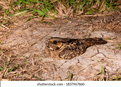 Common Pauraque Camouflaged On Ground.