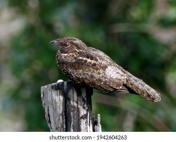 Common Pauraque (Nyctidromus Albicollis) Caprimulgidae Family. Amazon Rainforest, Brazil 