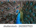 The Common Peafowl (Pavo cristatus), commonly known as the Peacock, found in Delhi, India, is famed for its extravagant plumage and majestic tail display, symbolizing beauty and grace.