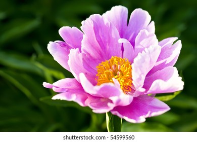 Common peony