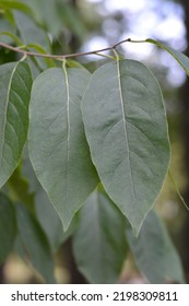 Common Persimmon Leaves - Latin Name - Diospyros Virginiana