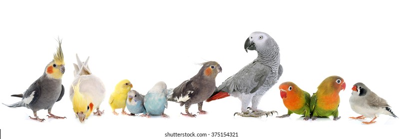 Common Pet Parakeet, African Grey Parrot, Lovebirds, Zebra Finch And Cockatiel In Front Of White Background