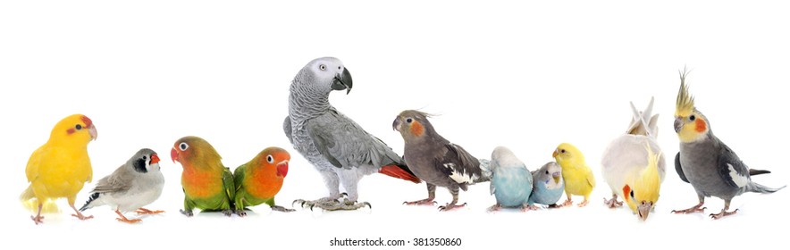 Common Pet Parakeet, African Grey Parrot, Lovebirds, Zebra Finch And Cockatie Lin Front Of White Background