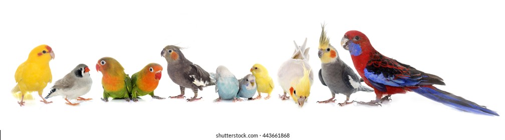 Common Pet Parakeet, African Grey Parrot, Lovebirds, Zebra Finch And Cockatie Lin Front Of White Background