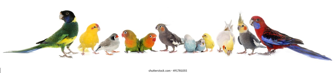 Common Pet Parakeet, African Grey Parrot, Lovebirds, Zebra Finch And Cockatie Lin Front Of White Background