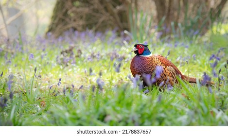 The common pheasant is a bird in the pheasant family. The genus name comes from Latin phasianus, "pheasant". The species name colchicus is Latin for "of Colchis"