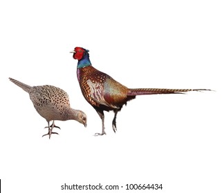 Common Pheasant female and male,  isolated on white background, Phasianus colchicus