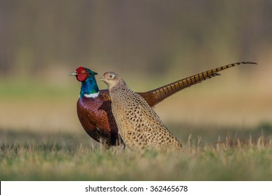Common Pheasant - female and male - love