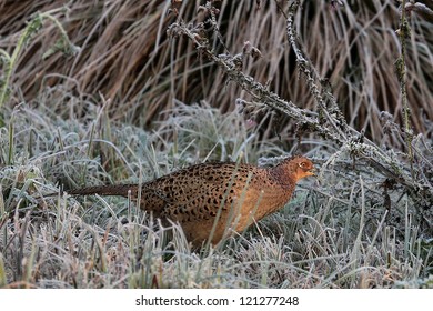Common Pheasant / Phasianus colchicus