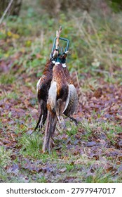 Common pheasant Phasianus colchicus, 3 deceased adult males hanging on game carrier during game shoot , Suffolk, England, January