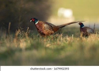 The Common Pheasant (Phasianus colchicus), is a bird in the pheasant family (Phasianidae).