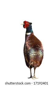 Common Pheasant (Phasianus colchicus) isolated on a white background.
