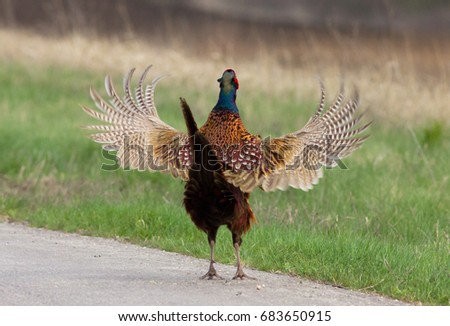 Common pheasant (Phasianus colchicus) on the road