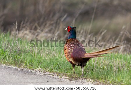 Common pheasant (Phasianus colchicus) on the road