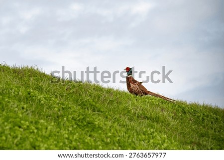 Common pheasant, Phasianus colchicus, ring necked or blue headed pheasants, male cock, wetland Netherlands, hybrid stock bird