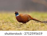The common pheasant (Phasianus colchicus), ring-necked pheasant, or blue-headed pheasant, is a bird in the pheasant family (Phasianidae).