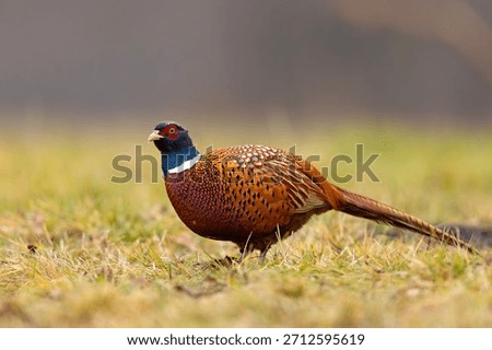 The common pheasant (Phasianus colchicus), ring-necked pheasant, or blue-headed pheasant, is a bird in the pheasant family (Phasianidae).