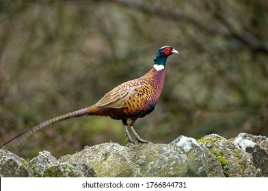 Common Pheasant  (Phasianus colchicus) Standing on top  of stone wall. Full breeding plumage.