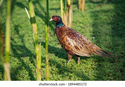 Common pheasant, phasianus colchicus, walks among the corn