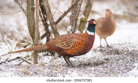 Common pheasant Phasianus colchicus in the wild. Pheasant is looking for food on the snow-covered ground in the winter in the forest.