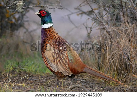 Common pheasant Phasianus colchicus in the wild.