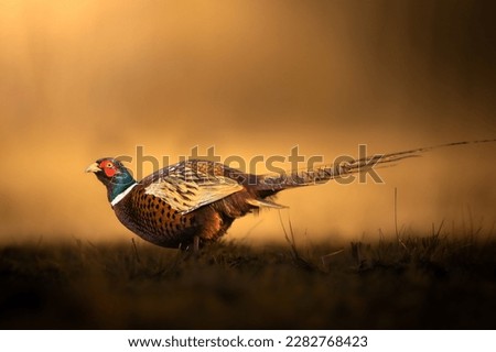 Common pheasant Phasianus colchius Ring-necked pheasant in natural habitat, grassland in early winter